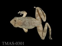 藏品(艾氏樹蛙)的圖片